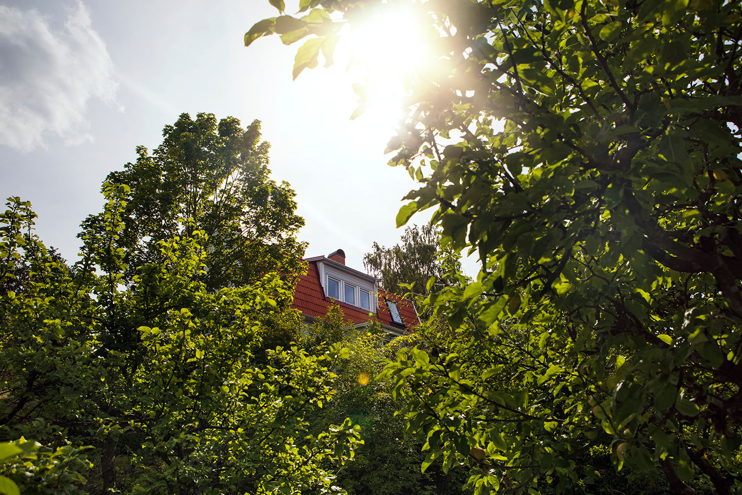 Ett tegelrött hustak som sticker upp bland gröna trädtoppar.